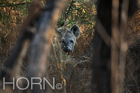 ANIMAL-226