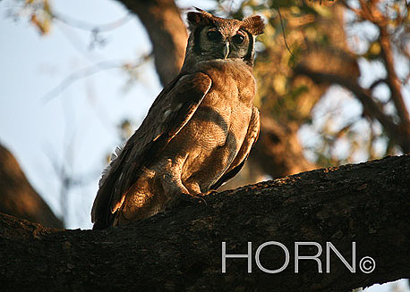 BIRDS-113