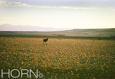PASTORAL-117