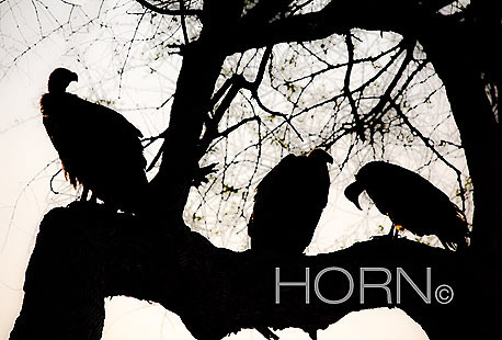 BIRDS-114