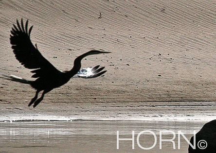 BIRDS-116