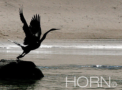 BIRDS-117