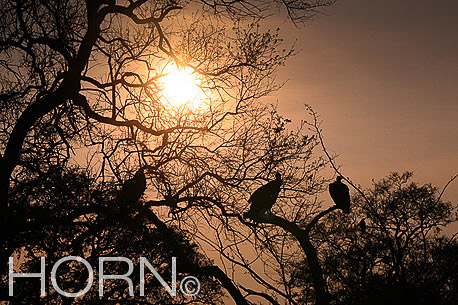 BIRDS-119