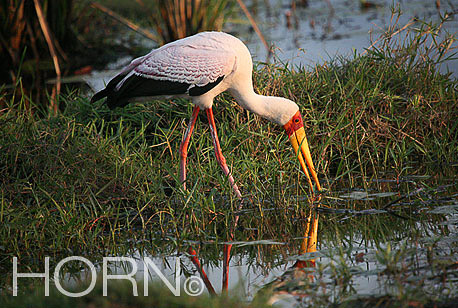 BIRDS-121