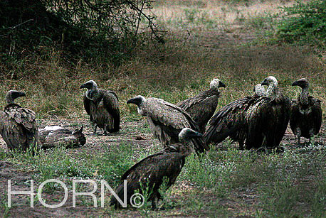 BIRDS-122