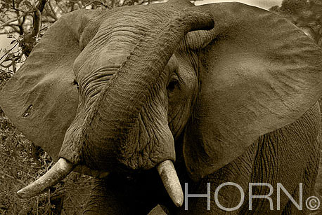 ANIMAL-179A