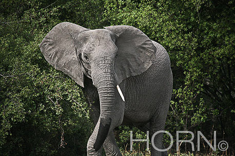 ANIMAL-181