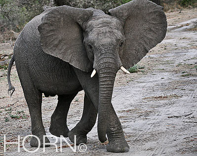 ANIMAL-182
