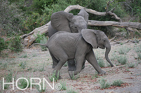 ANIMAL-183