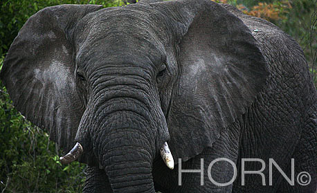 ANIMAL-185