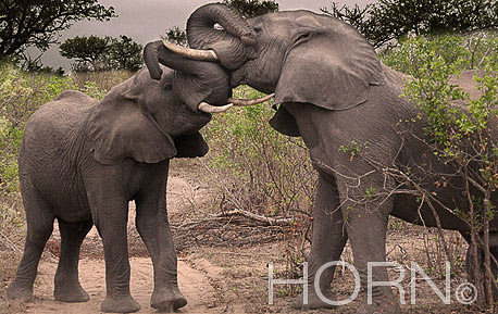 ANIMAL-186A