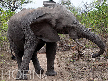 ANIMAL-187