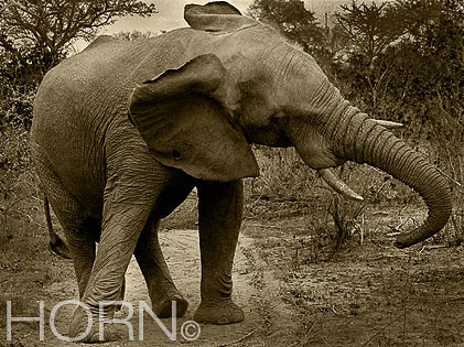 ANIMAL-187A