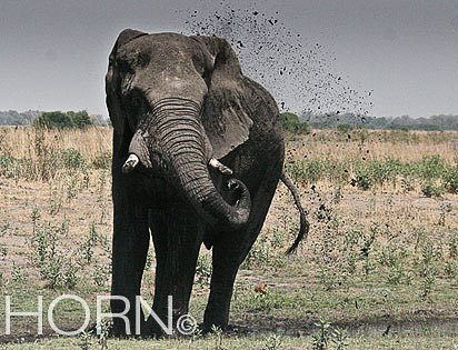 ANIMAL-188
