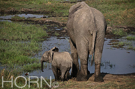 ANIMAL-190