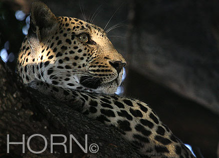 ANIMAL-218