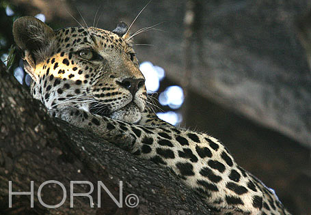 ANIMAL-219
