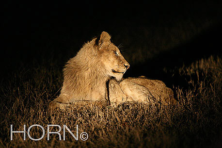 ANIMAL-153