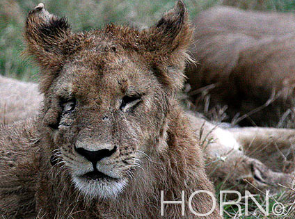ANIMAL-158A