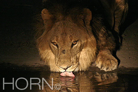 ANIMAL-199