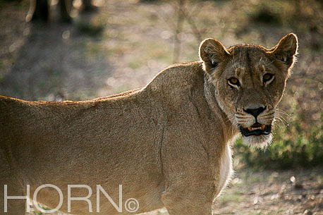 ANIMAL-203