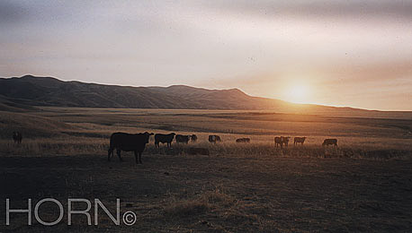 ANIMAL-108