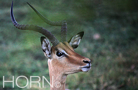 ANIMAL-234
