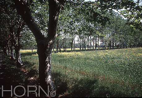 PASTORAL-118