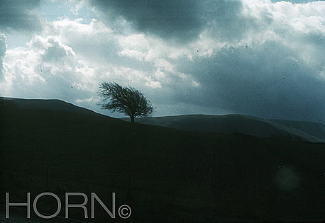 TREES-102