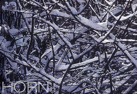 TREES-110