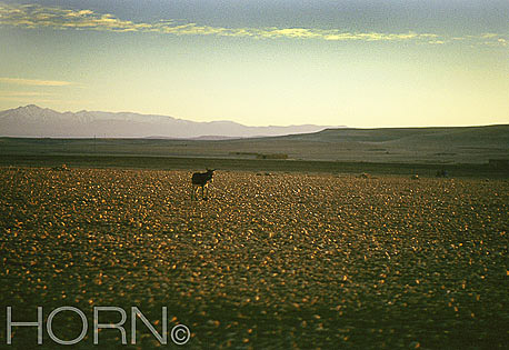 PASTORAL-117