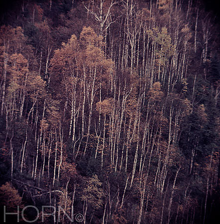 TREES-106