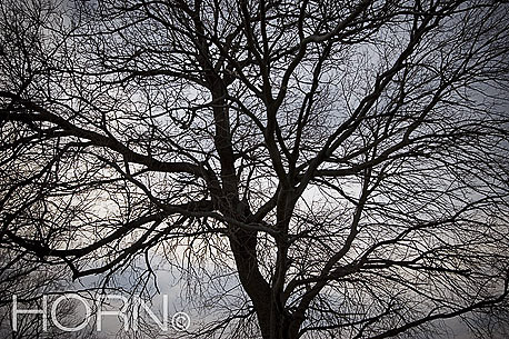TREES-129