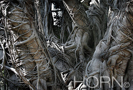 TREES-157
