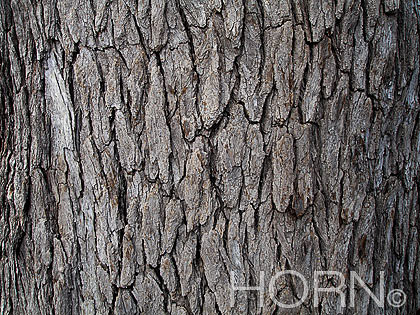 TREES-158