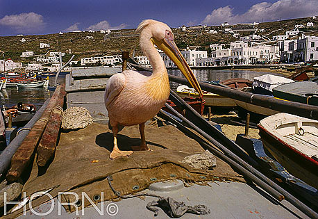 BIRDS-106