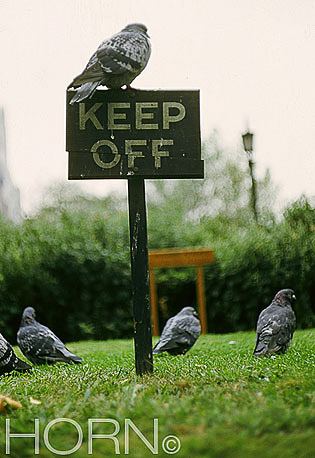 BIRDS-107