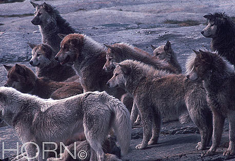 GREENLAND-105