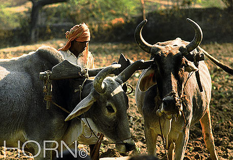 INDIA-144