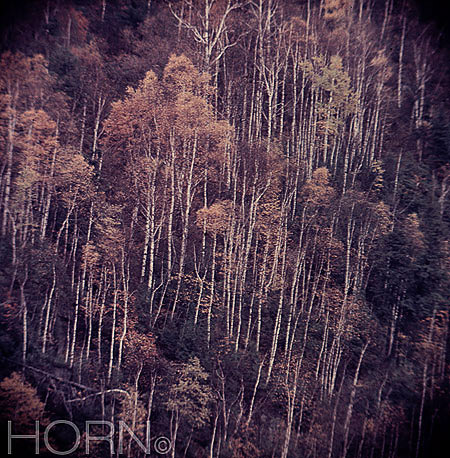 TREES-106
