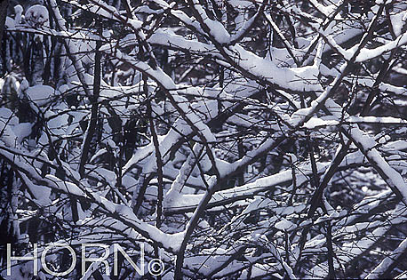 TREES-110