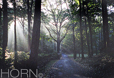 TREES-117