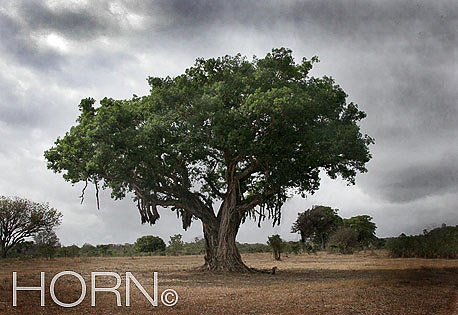 TREES-135