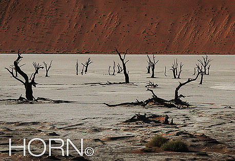 TREES-145