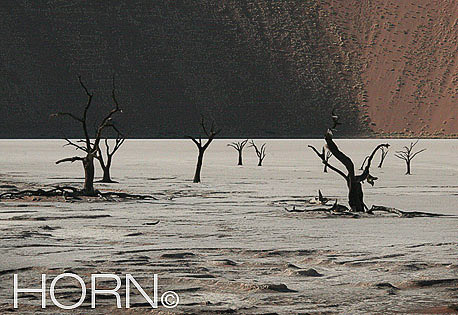 TREES-146