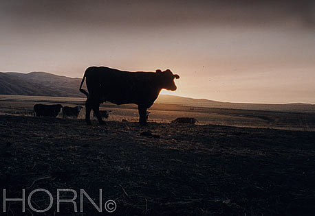 ANIMAL-107
