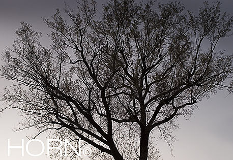 TREES-125