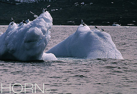 GREENLAND-117