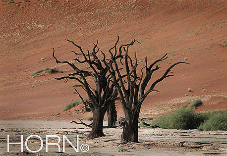 TREES-149