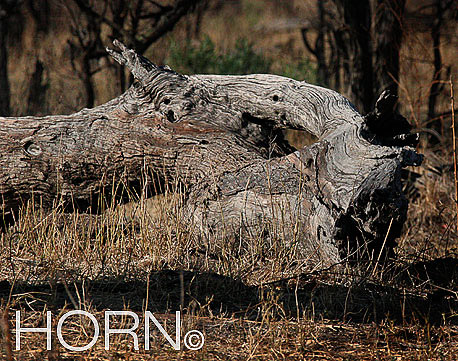 TREES-153